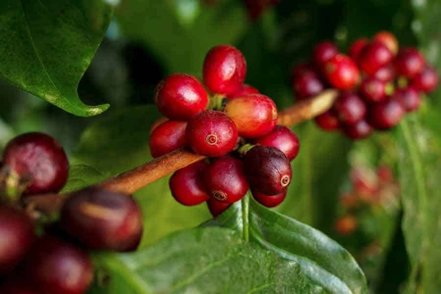 How Do Coffee Beans Grow? Tips for Planting One at Home