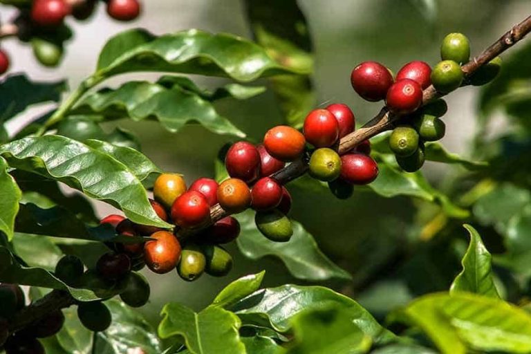 The Basics on the Coffee Plant