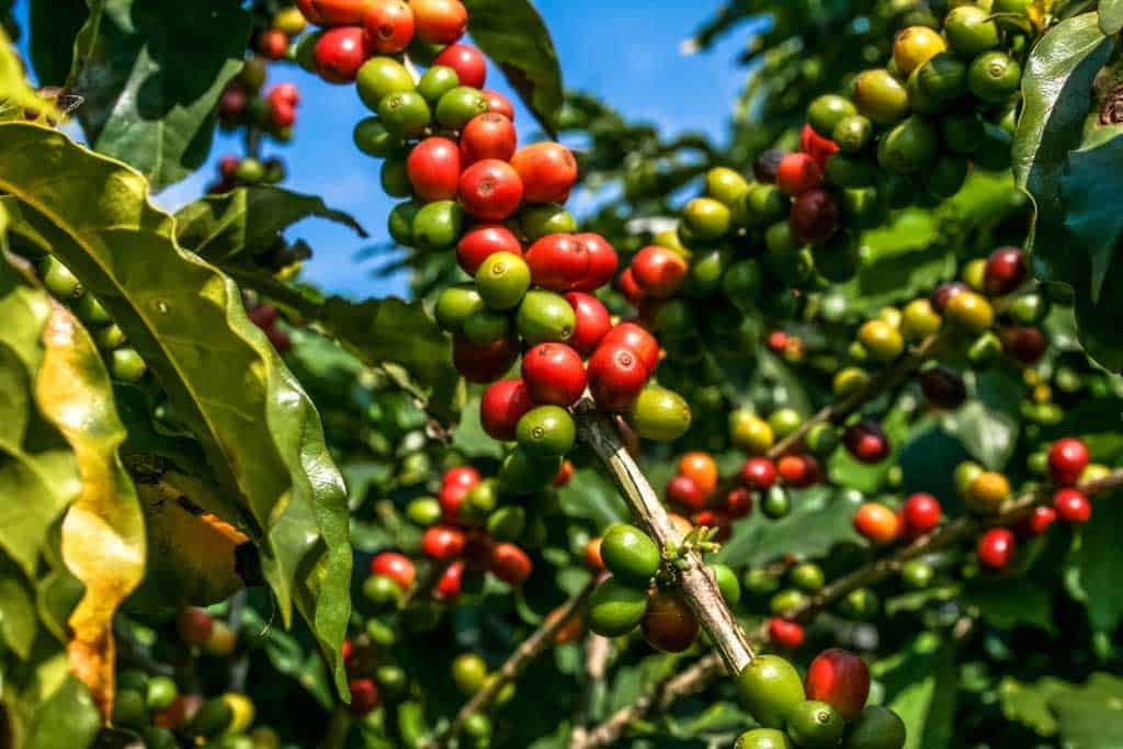 The Types of Coffee Plants