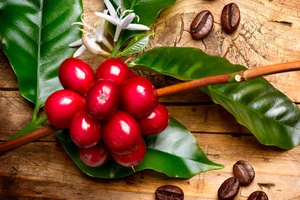 How Do Coffee Beans Grow? Things You Should Know