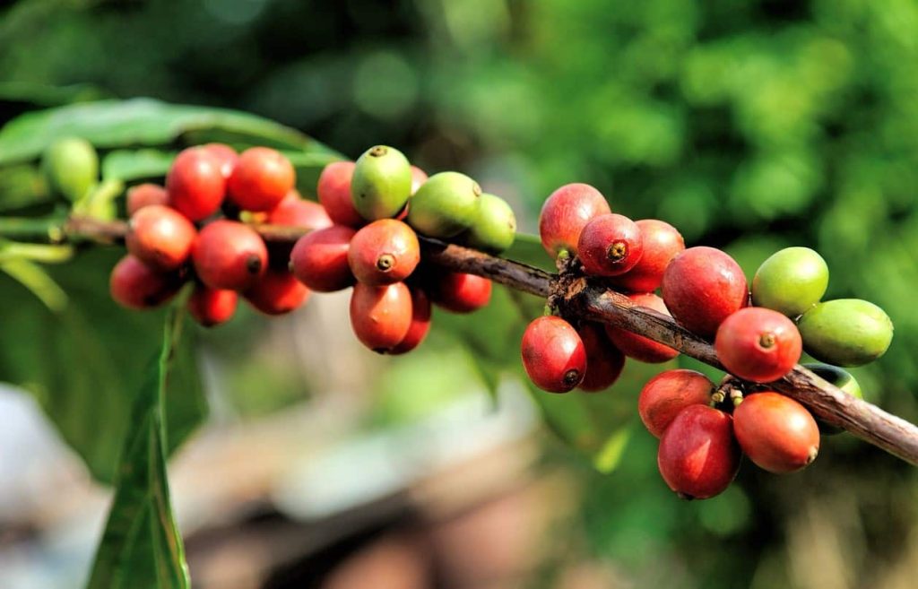 arabica plant