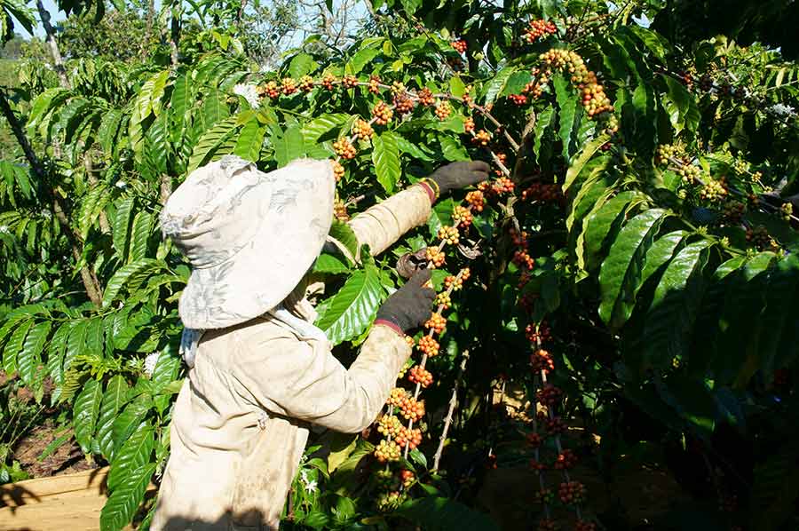 How Are Coffee Beans Made? The Farming Process