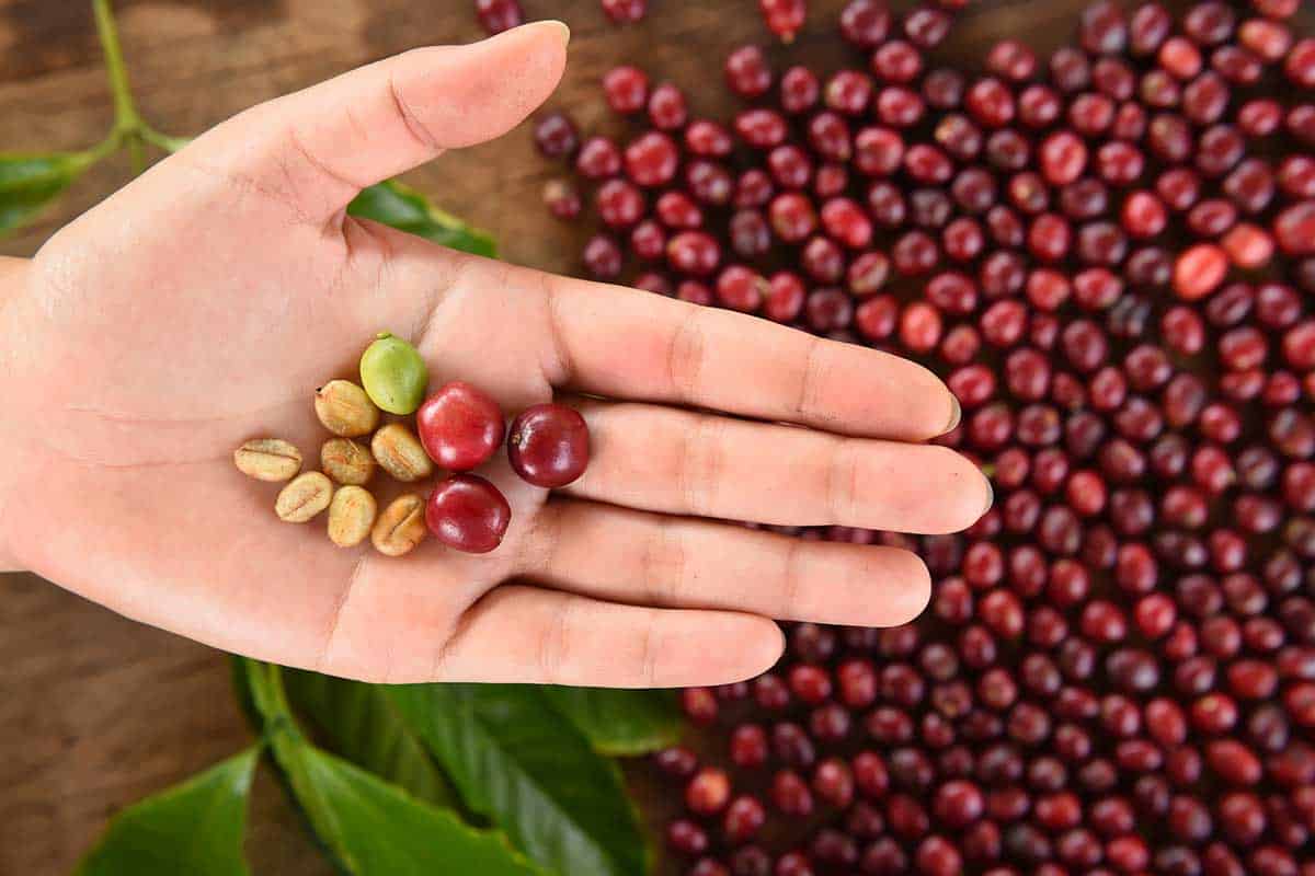 How Are Coffee Beans Made The Full Process