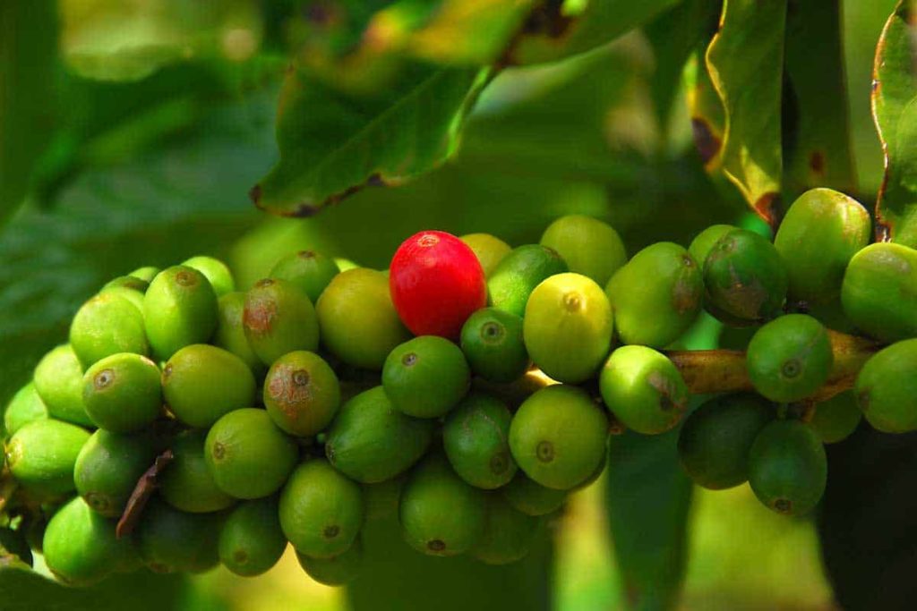Kona coffee berries