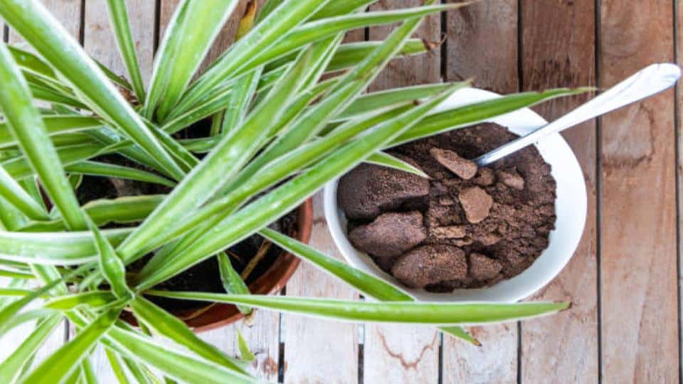 used coffee grounds in a bowl as natural fertilizer